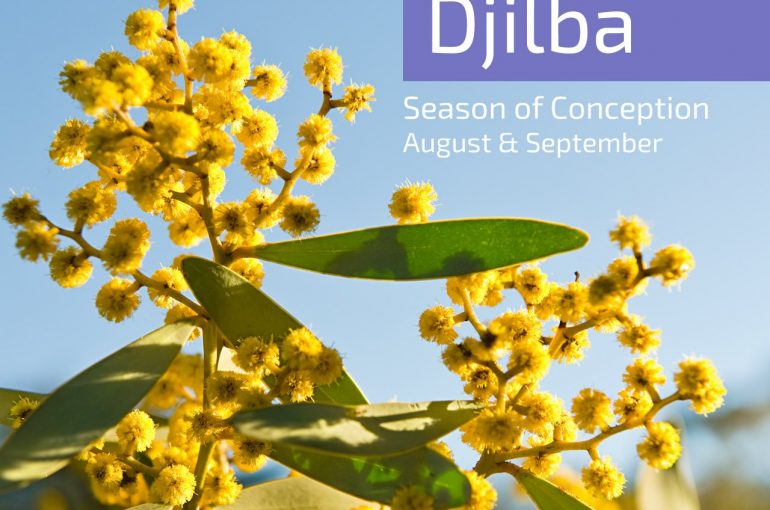 New Season: Djilba